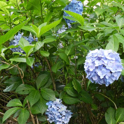 Hydrangea macrophylla Nikko Blue
