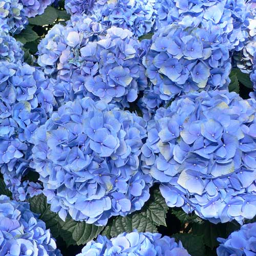 Hydrangea macrophylla Nikko Blue