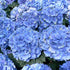 Hydrangea macrophylla Nikko Blue