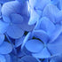 Hydrangea macrophylla Nikko Blue