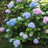 Hydrangea macrophylla Nikko Blue