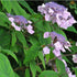 Hydrangea aspera Anthony Bullivant