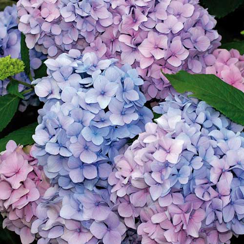 Hydrangea macrophylla Nikko Blue