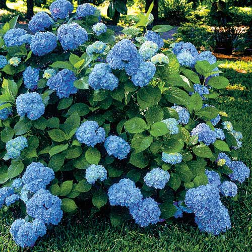 Hydrangea macrophylla Nikko Blue