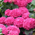 Hydrangea macrophylla Red Baron