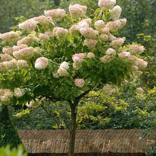 Hydrangea paniculata Grandiflora