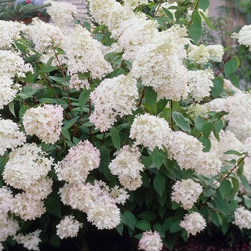 Hydrangea paniculata Grandiflora