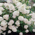 Hydrangea paniculata Grandiflora