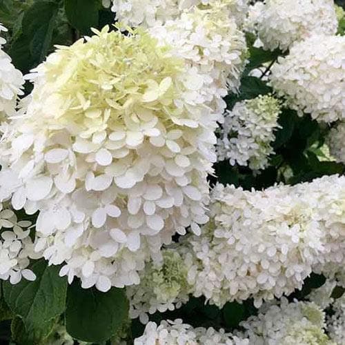 Hydrangea paniculata Grandiflora