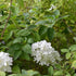 Hydrangea paniculata Grandiflora