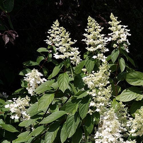 Hydrangea paniculata Grandiflora