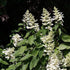 Hydrangea paniculata Grandiflora