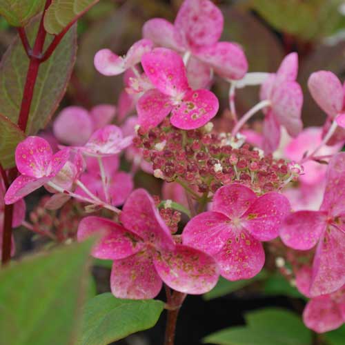 Hydrangea paniculata Early Sensation