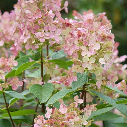 Hydrangea paniculata Early Sensation