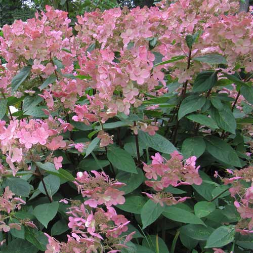 Hydrangea paniculata Early Sensation