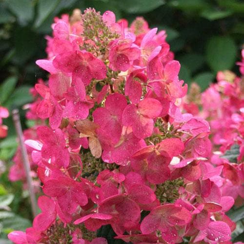 Hydrangea paniculata Diamant Rouge - Future Forests