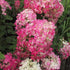 Hydrangea paniculata Diamant Rouge - Future Forests