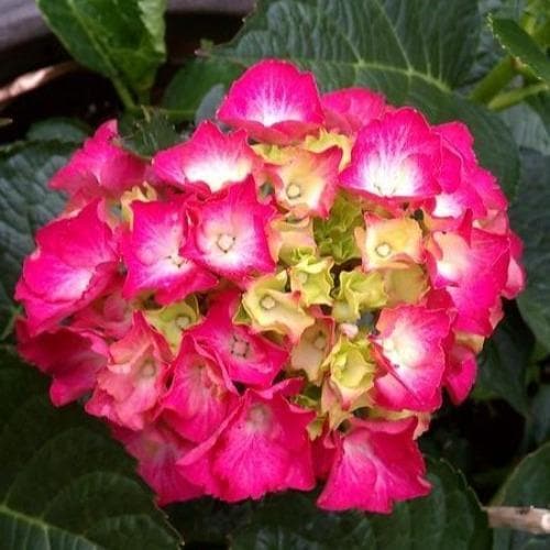 Hydrangea macrophylla Masja (Sibilla)