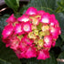 Hydrangea macrophylla Masja (Sibilla)