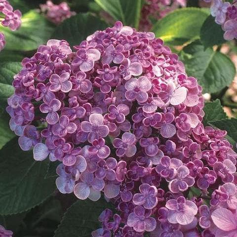 Hydrangea macrophylla Ayesha - Future Forests