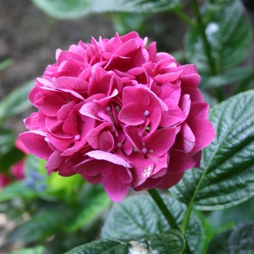 Hydrangea macrophylla Merveille Sanguine - Future Forests