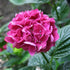 Hydrangea macrophylla Merveille Sanguine - Future Forests