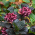 Hydrangea macrophylla Merveille Sanguine - Future Forests