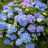 Hydrangea macrophylla - Future Forests