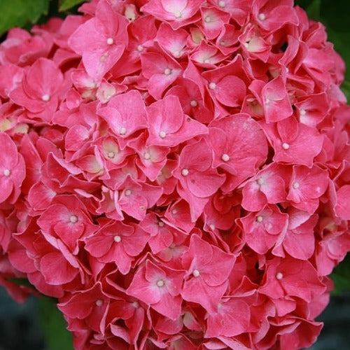 Hydrangea macrophylla Glowing Embers