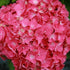 Hydrangea macrophylla Glowing Embers