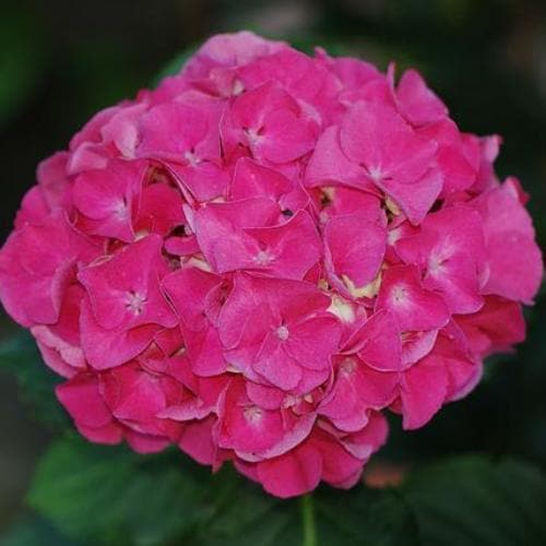 Hydrangea macrophylla Masja (Sibilla) - Future Forests