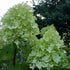 Hydrangea paniculata Limelight® - Future Forests