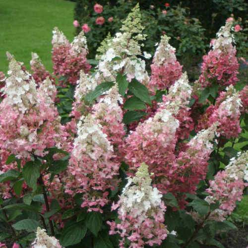 Hydrangea paniculata Candlelight®