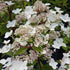 Hydrangea paniculata Dharuma