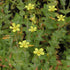 Hypericum elodes - Marsh St John's-wort