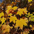 Acer cappadocicum Aureum - Future Forests