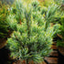 Pinus parviflora Bergman