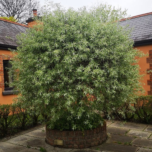 Pyrus salicifolia Pendula - Weeping Ornamental Pear