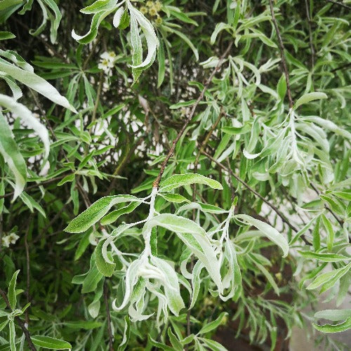 Pyrus salicifolia Pendula - Weeping Ornamental Pear