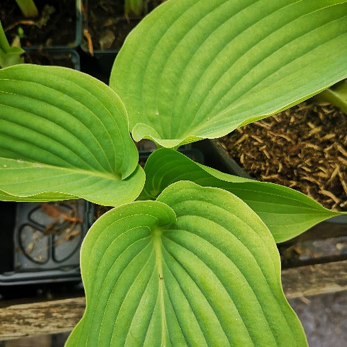 Hosta Empress Wu