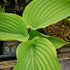 Hosta Empress Wu