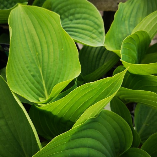 Hosta Empress Wu