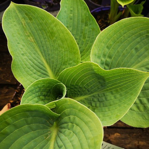 Hosta Empress Wu
