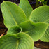 Hosta Empress Wu