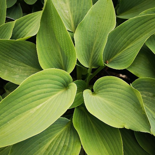 Hosta Halcyon