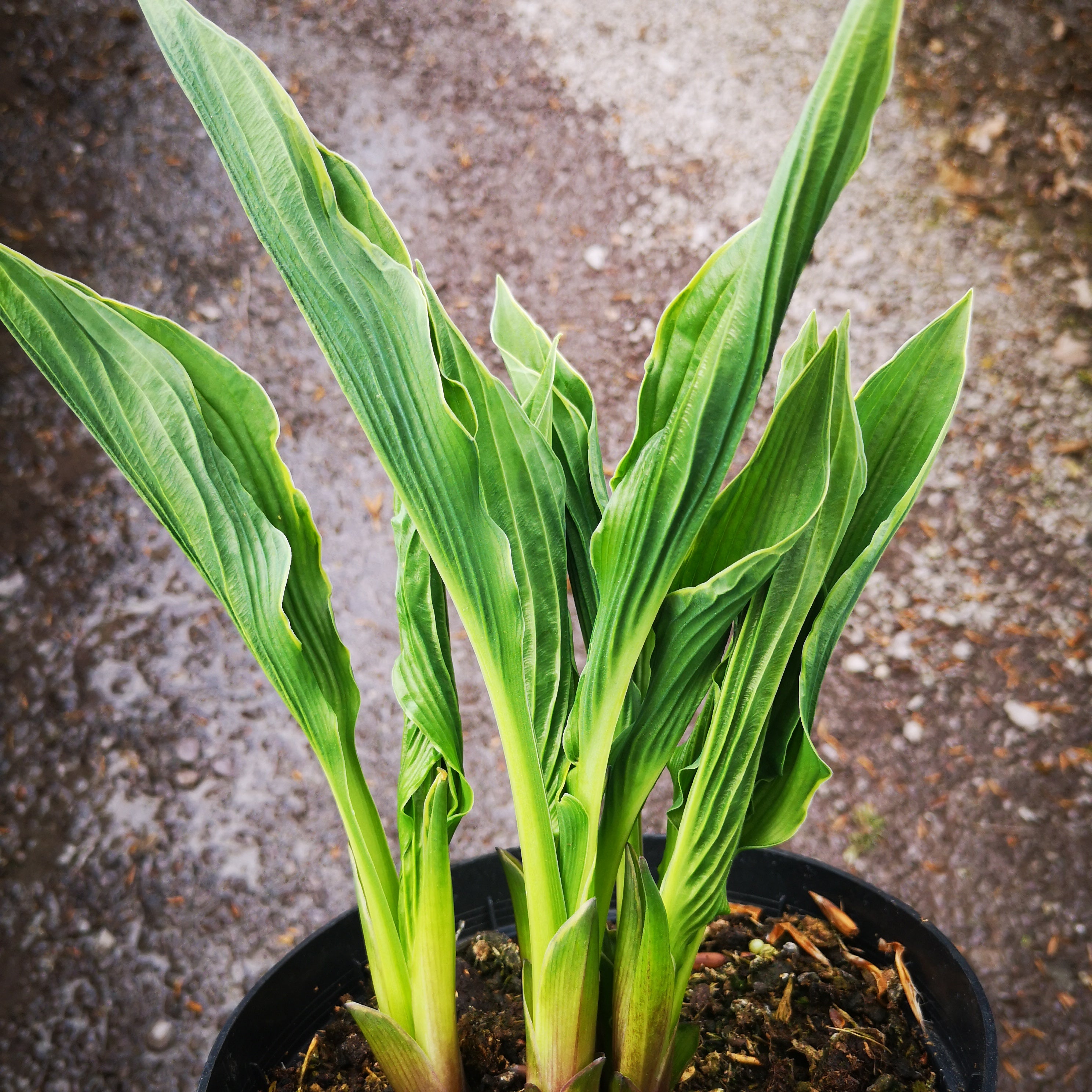 Hosta Praying Hands