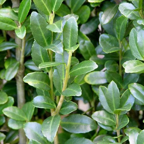 Ilex crenata Green Hedge - Japanese Holly - Future Forests