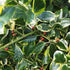 Ilex x altaclarensis Golden King - Future Forests