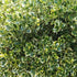 Ilex x altaclarensis Golden King - Future Forests