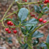 Ilex aquifolium J.C. Van Tol - Future Forests